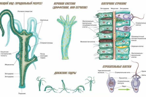 Kraken krn